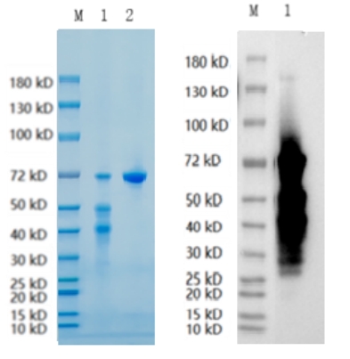 Reducing 4%-20% SDS-PAGE (CBB stained) and WB (Anti-His Mouse Monoclonal antibody) analysis profiles of purified SMAD4.
1. SMAD4: 1 μg
2. BSA: 1 μg